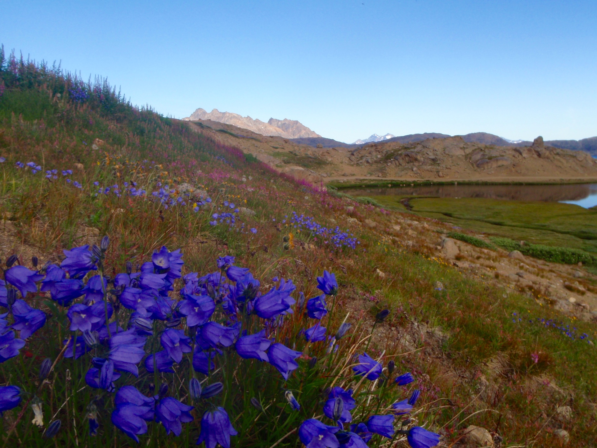 Blomsterdalen