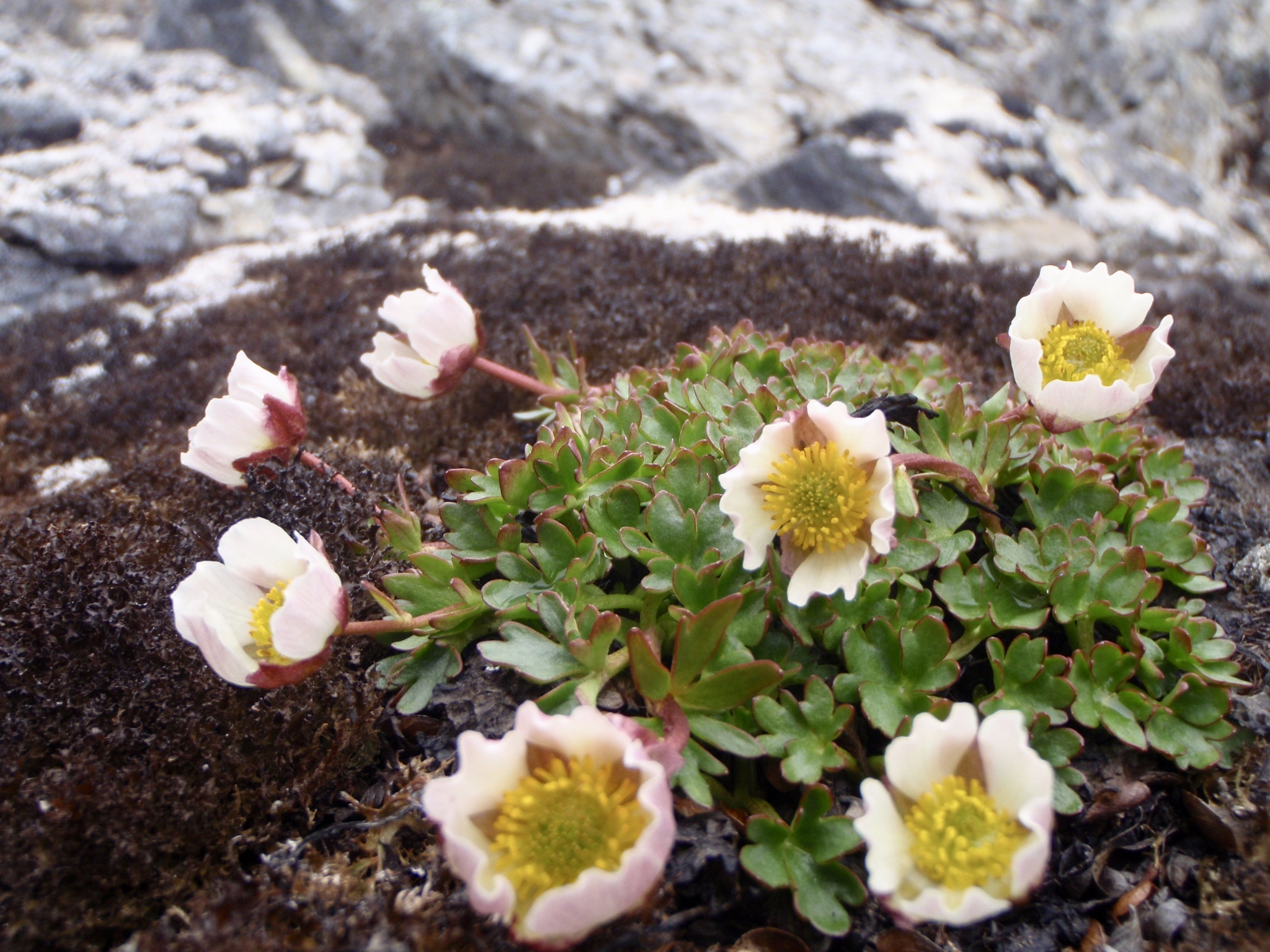 Glacier buttercup, Ranunculus glacialis